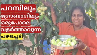 Growing and caring of Thailand water apple | Chambakka | Malayalam