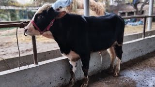 ДУСАР БУКАИ КАЛОН ЧЁРНЫЙ ПИЁСРИ ВА ШВЕДСКИЙ ПАРОДА БАРОЙ ЕМДА БАСТАН ТАМОШО КНЕН ХАЛОВАТ БАРЕН АКЦИЯ