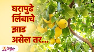 घरापुढे लिंबाचे झाड असणे शुभ-अशुभ.. बघा घरात काय काय घडू शकते Lemon Tree is Good or Bad | SG3