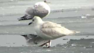 Iceland  Gull 1st year, Mississauga, Ontario LUCIO FAZIO