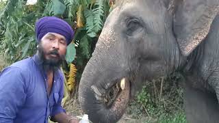 ਆਪਣੇ ਭੋਲੇ ਨੇ ਪੀਤੀ ਸਾਰੀ ਬੋਤਲ ਜੂਸ ਦੀ।#elephant