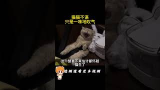 小猫不语 只是一味地叹气 #萌寵  #貓咪 #有趣的动物