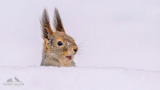 Finnish Red Squirrels in the Snow