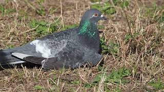 のんびりするカワラバト：Columba livia　河原鳩