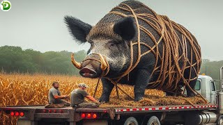 巨大な野生の豚 アメリカの農民がトウモロコシ畑で野生のイノシシのリーダーを捕まえる方法