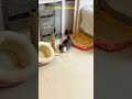 The Funniest Cats Ever: A Compilation of Comical Feline Antics!