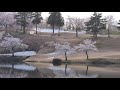 ウェザーリポート動画0416@上越市 松ケ峰17時06分頃 今日の桜…vol.2 ☆polaris