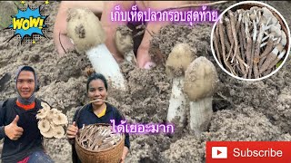 ⁉️เก็บเห็ดปลวกรอบสุดท้ายได้เยอะมากๆ⁉️