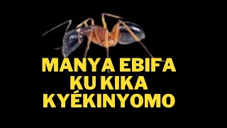 EKINYOMO - MANYA EKIKA KYO - EBIKA BYA BUGANDA