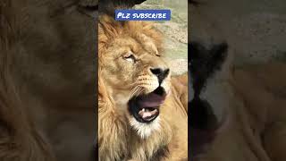 #అమ్మో పెద్ద సింహం 😱🦁#viral #video #beautiful #trending #plz_subscribe_my_channel 🙏🙏🙏