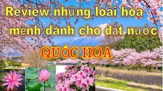 Review Những Loại Hoa Biểu Tượng  Cho Đất Nước Trên THế giới