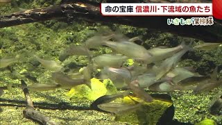 《いきもの探検隊》川の中は命の宝庫！　“信濃川下流域”に生息する魚たち【新潟】 (21/05/31 19:30)