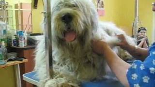 Grooming a Romanian Mioritic Sheepdog - Toaletaj Ciobanesc Mioritic 3