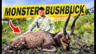 Bushbuck S.C.I. Gold. South Africa, Eastern Cape Safari 2024