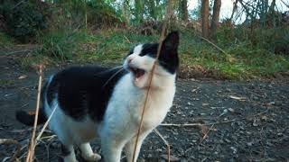 猫の住みかの屋根の補修をしてみる【台風19号を乗り越えた多摩川の猫たち】