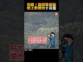 【生活】奇觀！黃頭鷺避颱 樹上群棲如「十月雪」