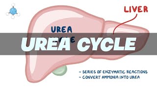 UREA CYCLE Simplified - Biochemistry