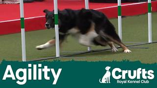 International Invitation - Large – Agility Finals | Crufts 2026