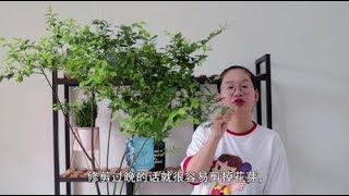 蓝莓果期结束后修剪很重要，做好了能让树型更丰满，产量蹭蹭长