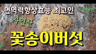 면역력향상효과 최고인 자연산 꽃송이버섯