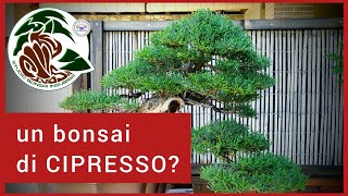 Cipresso come bonsai? Una splendida essenza, ma da saper scegliere.