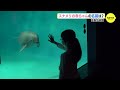 宮島水族館　スナメリの赤ちゃんの名前は？　名付け親は小学４年生