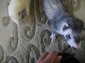 ferret.　オヤツーオヤツー