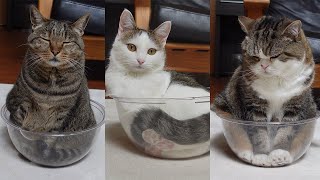 透明ボウルと3匹のねこ。-Clear bowl and 3 cats.-