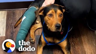 Dog Found Wandering Near Busy Road Rescued Just In Time | The Dodo