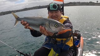 Softbaiting for Snapper & Kahawai on the Kayak - NZ Fishing