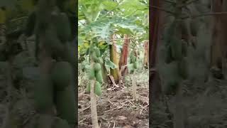 napadaan kami sa papaya farm ng aming kapitbahay ,