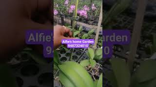 Philonopsis Orchid Plant retail and whole sale available 9487324010.... #gardening #floweringplant