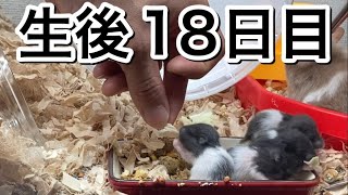 生後18日目。(5/18)母大変💦