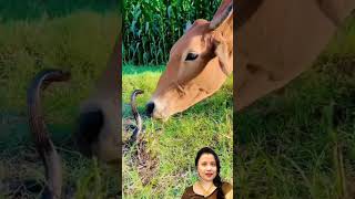 गाय और सांप की कहानी/The Cow and the Snake:A Cautionary Tale