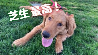 コミュニティパークにやって来たゴールデンレトリバーの子犬ジャスミン Golden Retriever JASMINE