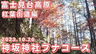 【中央アルプス・富士見台高原】第182回 2023.10.26 神坂神社ブナコース・紅葉街道編　先月遭遇した熊の爪痕も探してみました。