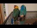 these lovebirds are so funny bath time shenanigans