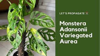 How to propagate Monstera Adansonii Variegated Aurea | Swiss Cheese Plant