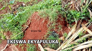 Nkuletedde Ekiswa Ekyafuluka Ekifulura Eddogo Ekitufu Kyekyino