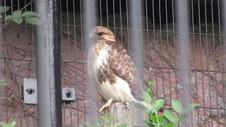 野毛山動物園横浜市西区 ノスリ・Buteo japonicus