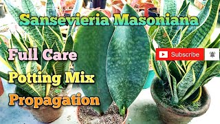 Whale Fin Sansevieria Propagation, Potting Mix and Care I Sansevieria Masoniana Full Care Soil Mix I