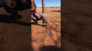 Meeting Roan for the first time! Our 5 week old GSP puppy.