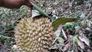 petualangan mencari buah durian di hutan Kalimantan