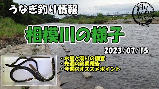 うなぎ釣り情報。最新、相模川の様子。2023年7月15日。