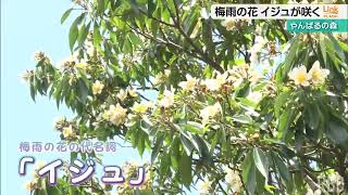 ヤンバルで梅雨の花イジュが咲く