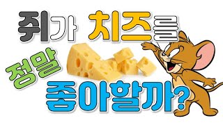 쥐는 치즈를 좋아할까요? 싫어할까요? [코코보라 지식인]