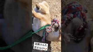 【かわいい】豆柴けんた、公園で芝だらけ🐶