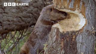 Busy Beavers Build Dam Ahead of Winter | BBC Earth | BBC Studios