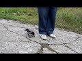 crow unties the laces and tries to steal the pan Хитрая ворона и сковородка