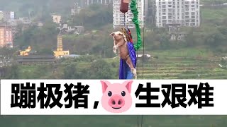 猪生艰难！景区让200斤肥猪蹦极 猪被五花大绑惨叫连连